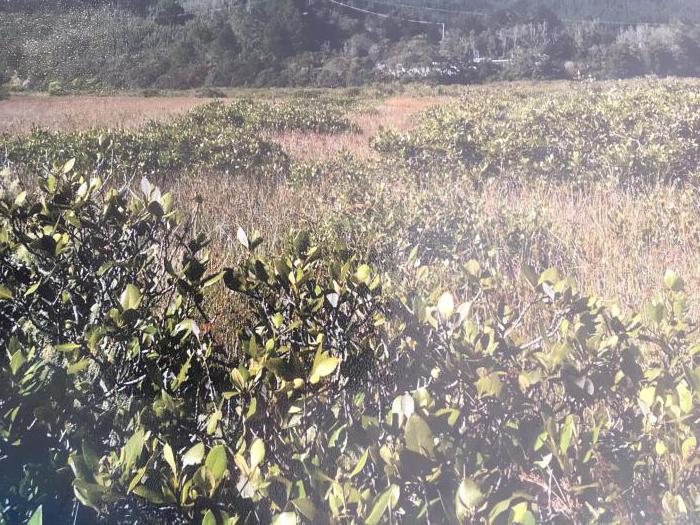 2012 I think MoanuAnuAnu Salt marsh mangroves undated.jpg